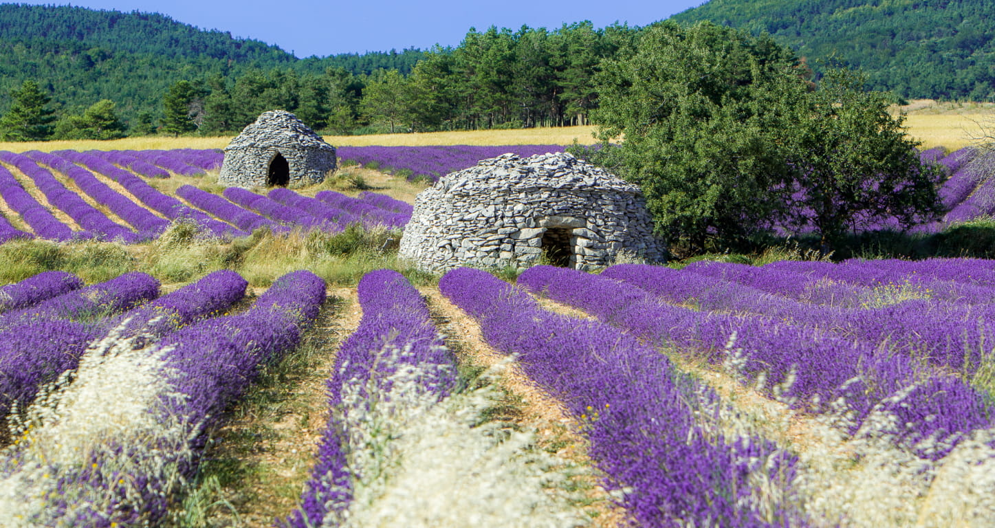La Drôme Provençale - bories dans les champs de lavande