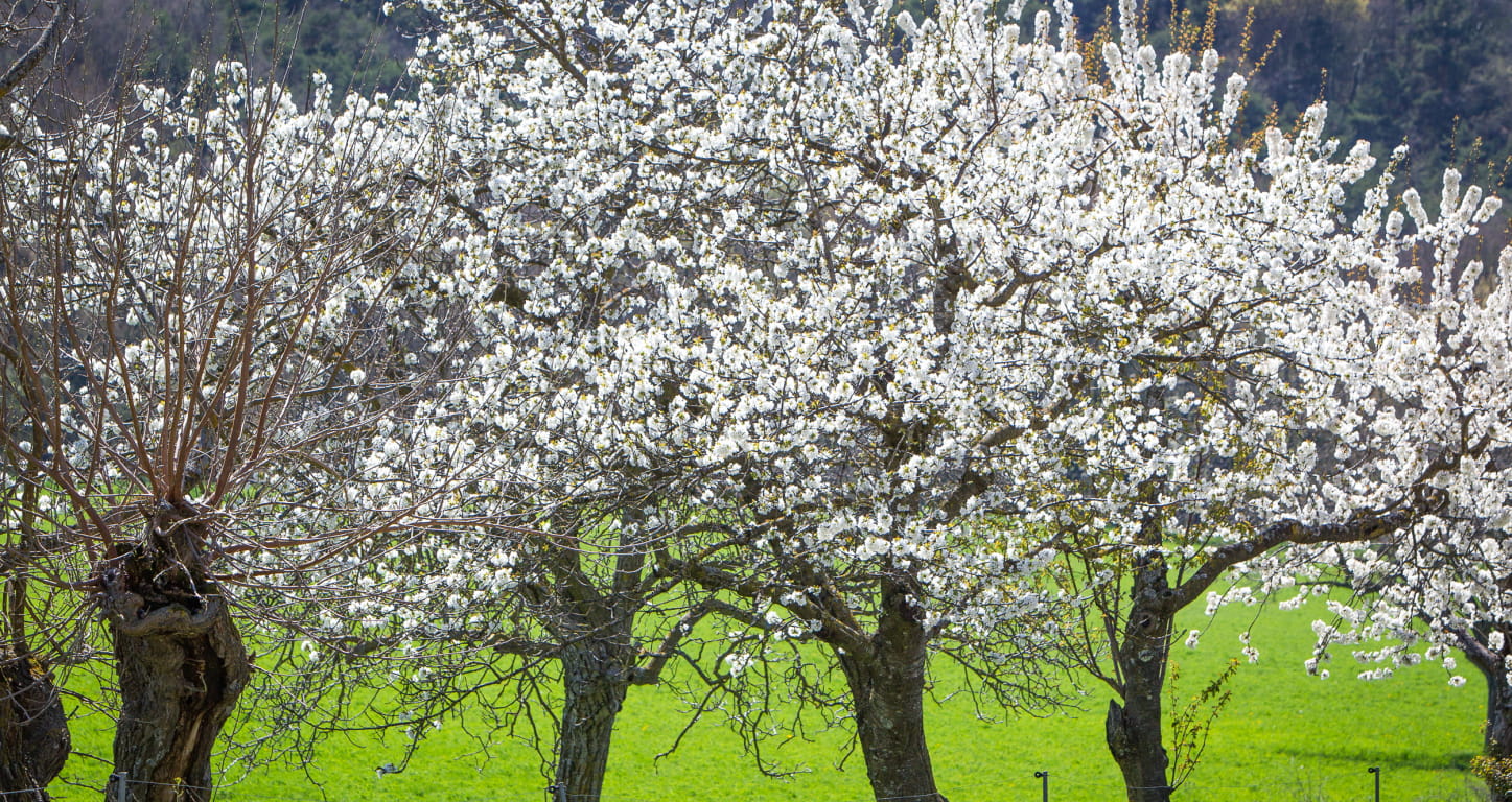 Cerisier en fleurs dans un verger de la Drôme