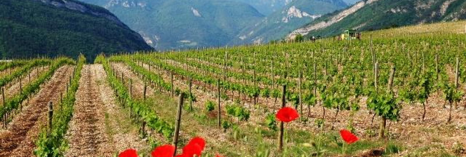 Sur les chemins de la Clairette - Le sentier viticole